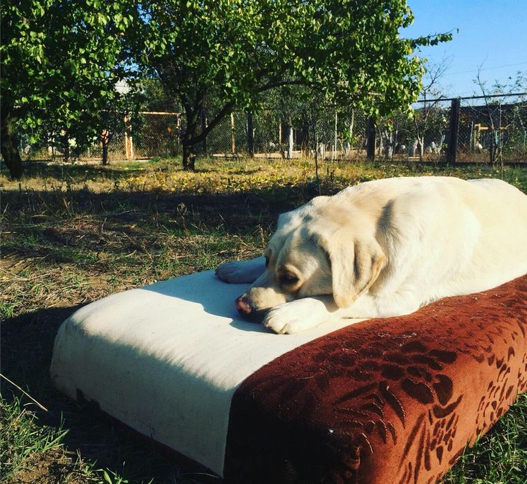 Лабрадор шукає дівчинку (Одеса)