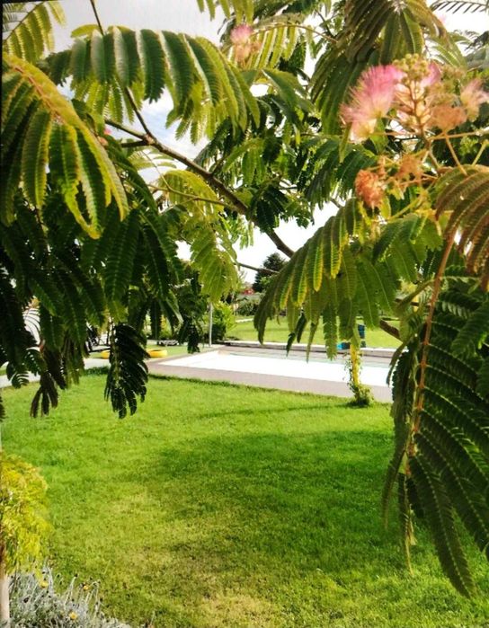 Animação e decoração alugamos para festas e sessões fotografias