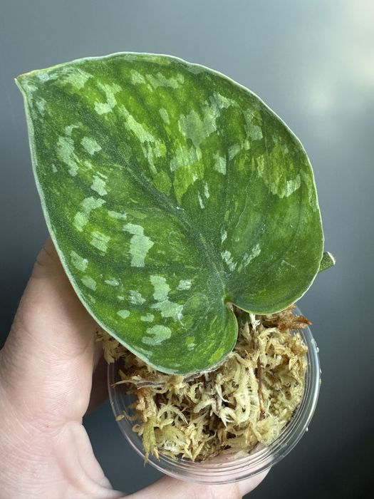 Scindapsus Baticon