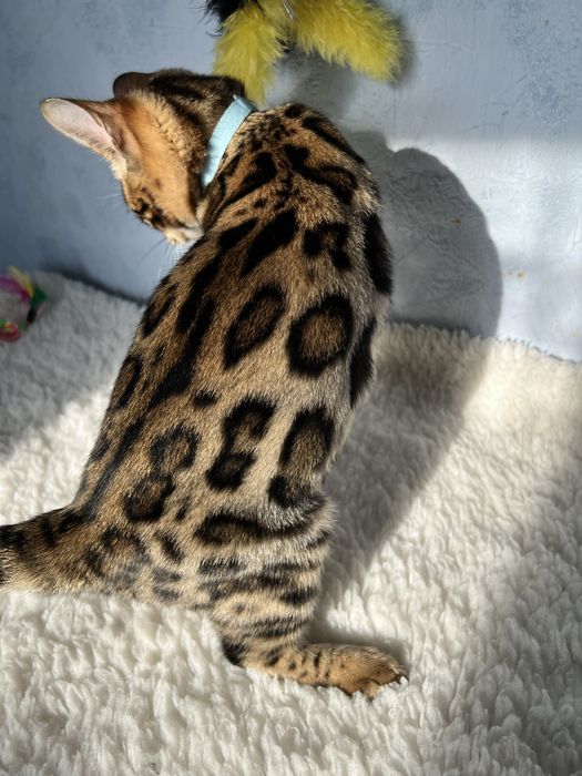 Бенгальські кошенята,несуть сніг