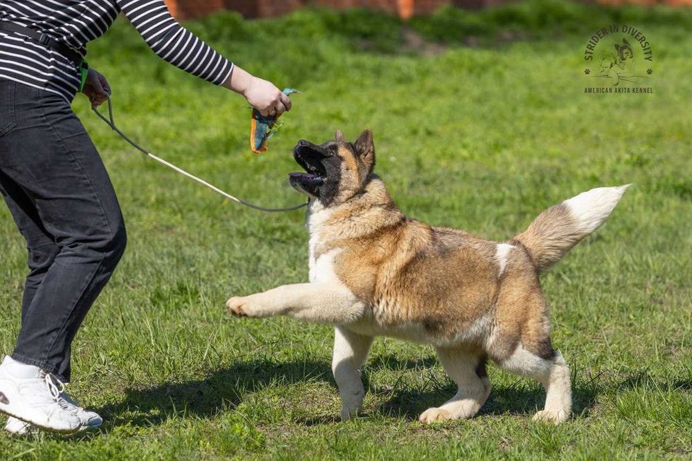 Я - Пухнаста Булочка Акіти. З Документами