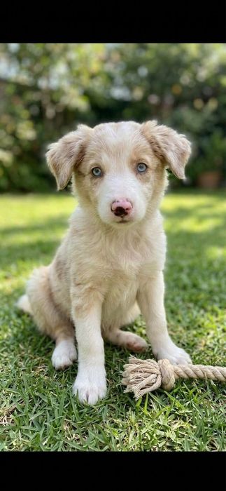 Border Collie red merle