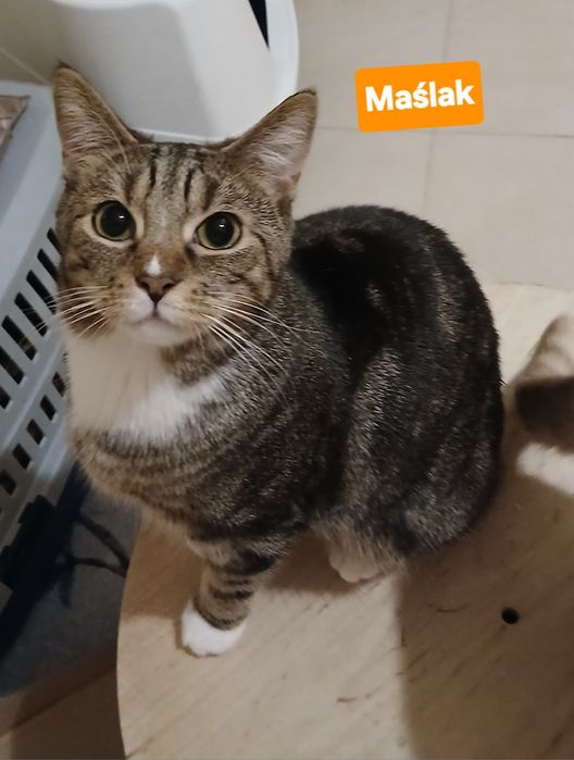 Przystojniak do pokochania