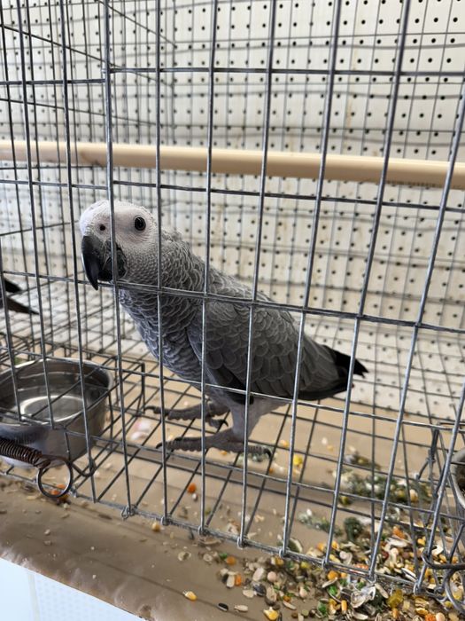 Papagaios novos muito meigos