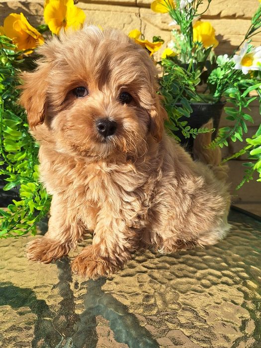 Maltipoo szczeniaczek z rodowodem