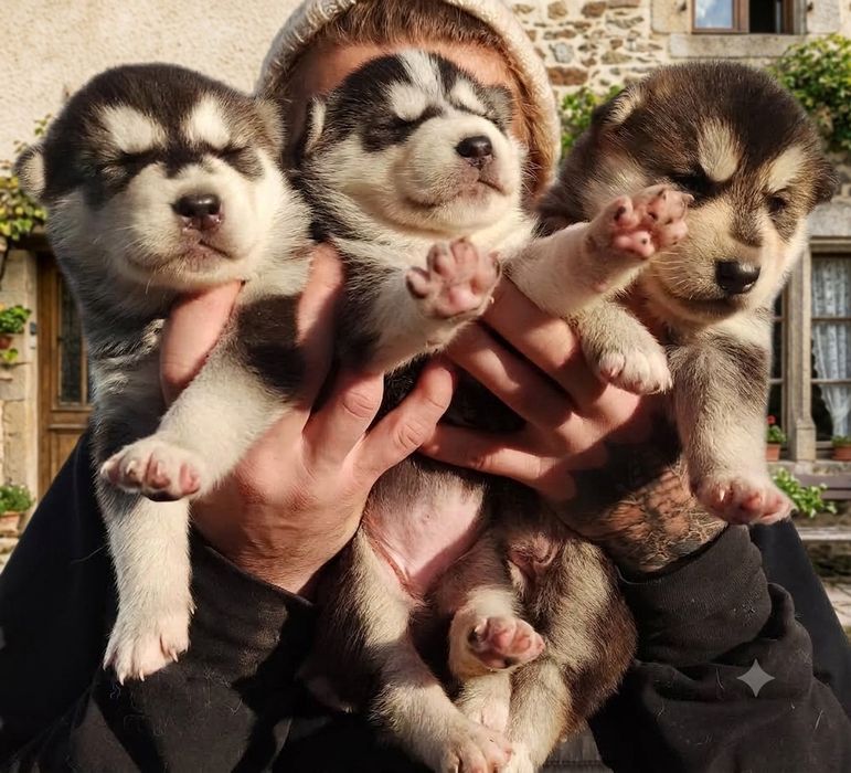 Продам. Сибірський хаскі