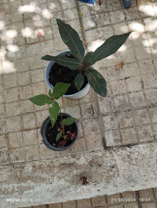 Loureiro com cerca de 50 cm
