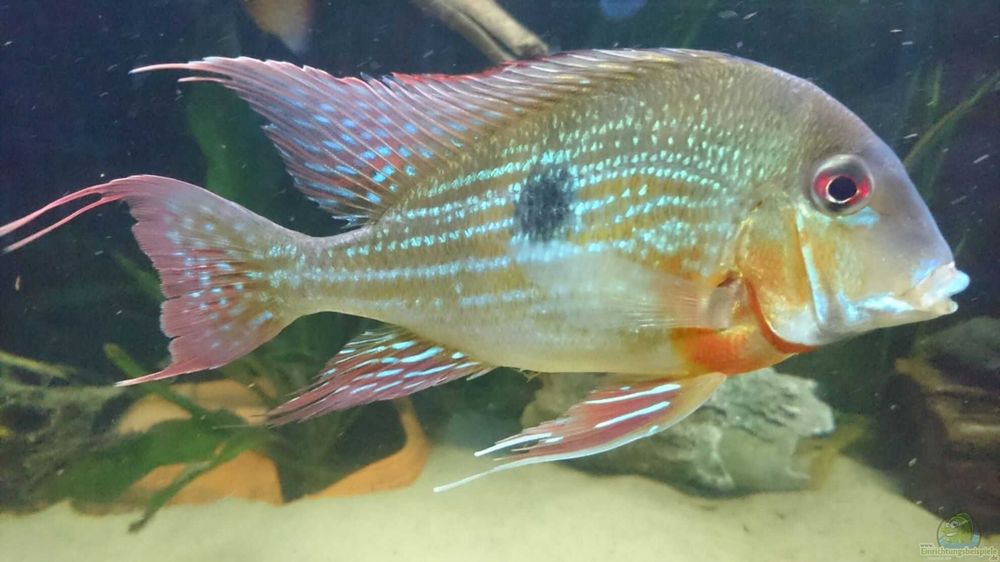 Geophagus brachybranchus