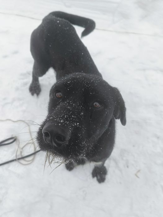 Do adopcji roczny psiak