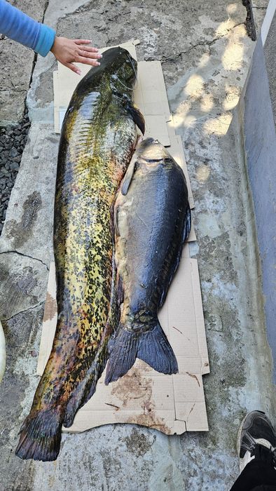 Продам свіжевиловлені раки та рибу