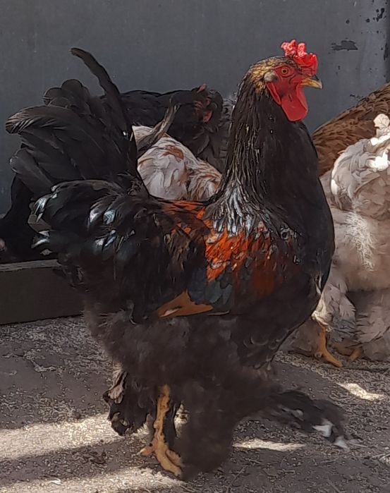 Продам півня Брама
