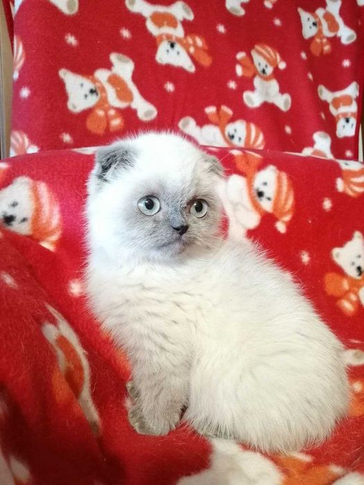 Голубоглазый красавчик