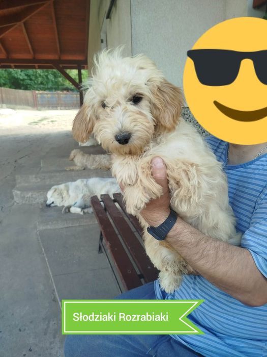 Goldendoodle f1b