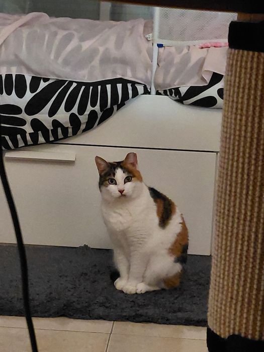 Sally- gatinha muito muito meiga para adoção