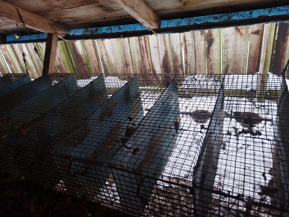 Srzedam klatki z siatkii