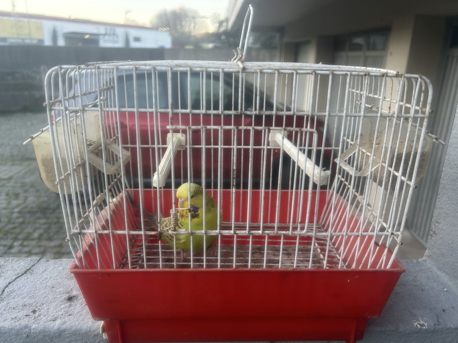 Agaporni e Periquitos