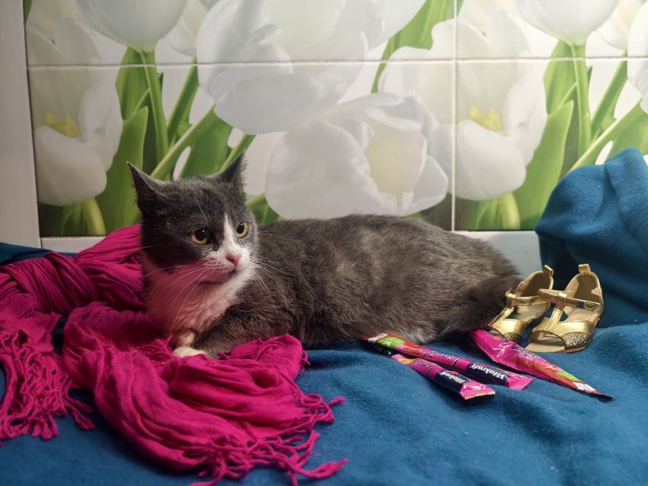 Кішечка, справжня сіро - біла пані, очікує своїх людей