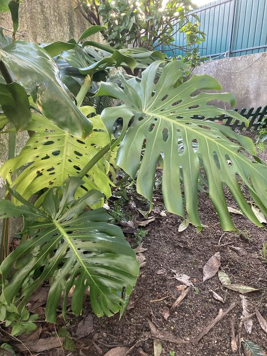 Monstera ou Costela de Adão