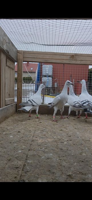 Srebrniaki szarolote samcem samice