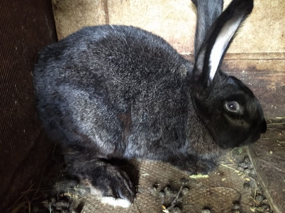 Самці, самки під паровку