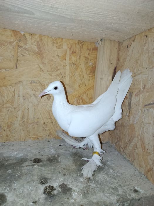 Bociany Niemieckie samica