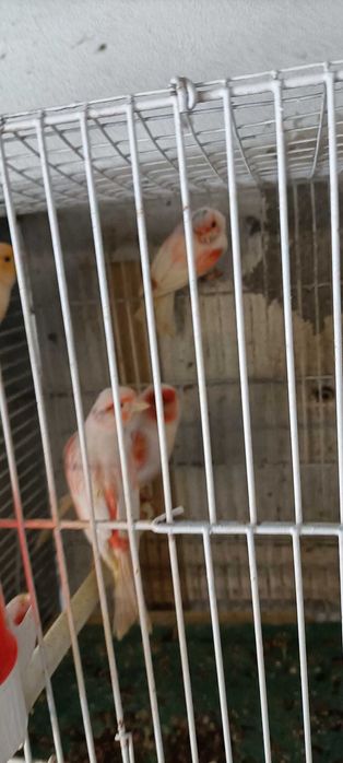 Canários de cor, vermelhos, amarelos, mosaicos e arlequins