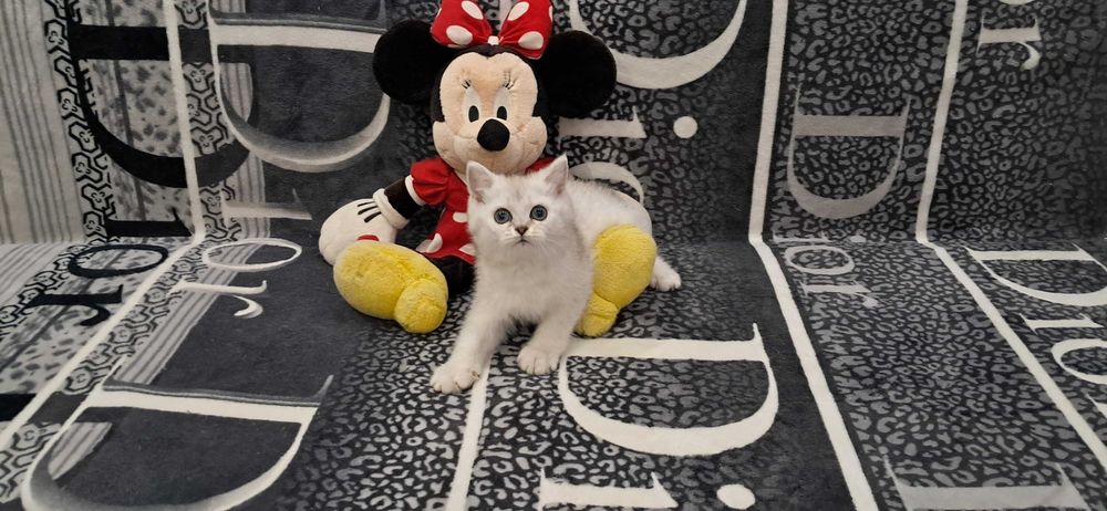 Шотландский котёнок модного окраса серебристая шиншилла.