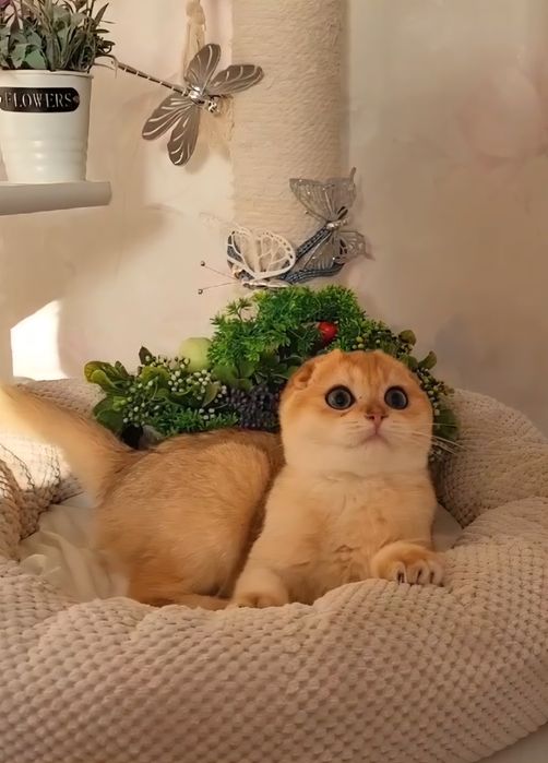 Шотландська дівчинка золота шиншила