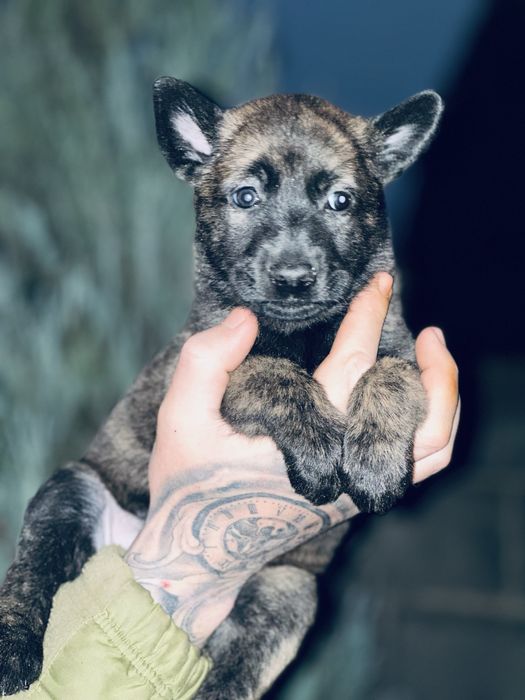 Хердер! Голландская овчарка! Девочка!