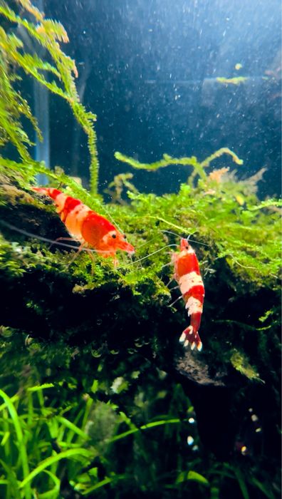 Krewetki Caridina Crystal Red