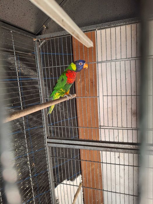 Casal de loris hematudus puros