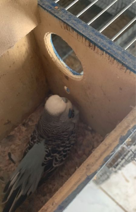 Casal piriquito ingles  , de grande porte