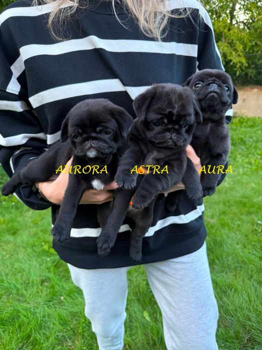 Mops Mopsik szczeniak