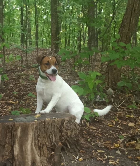 Вязка Джек (Парсон) Рассел терьер