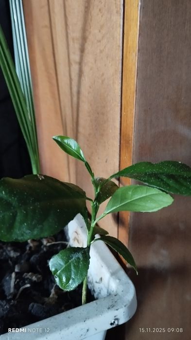 Фінікова пальма та лимони