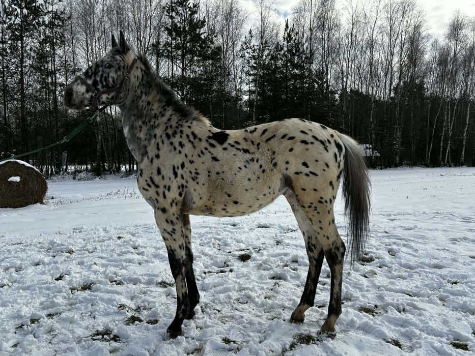 Ogier rasy małpolskiej