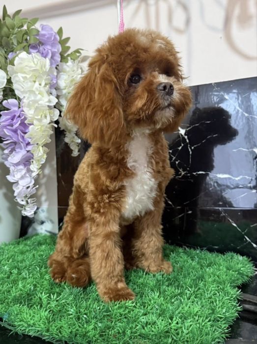 Очень красивый мальчик