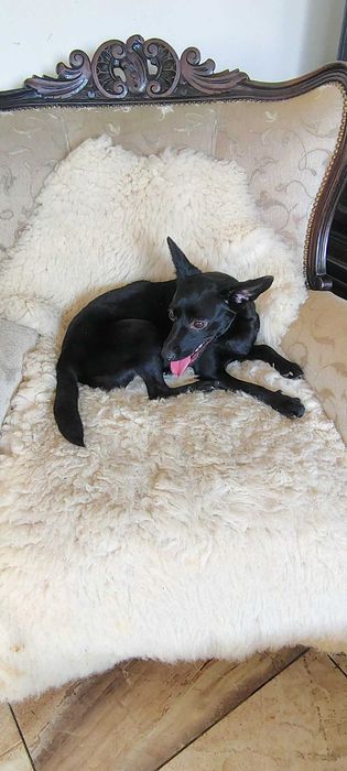 Oddam suczkę w dobre ręce za darmo