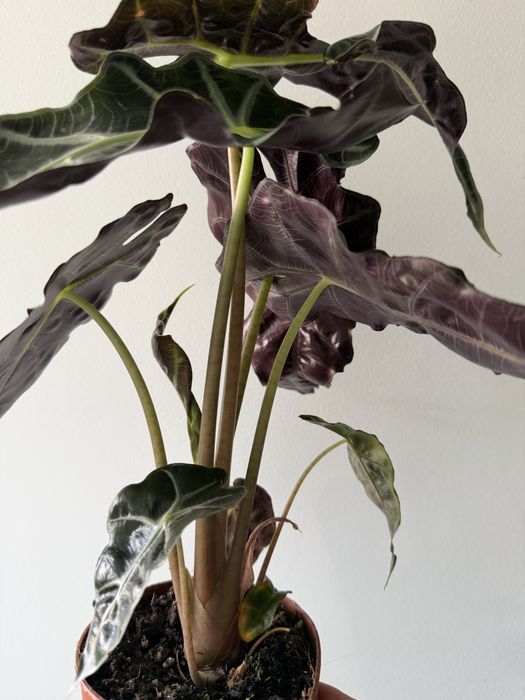 Alocasia amazonica