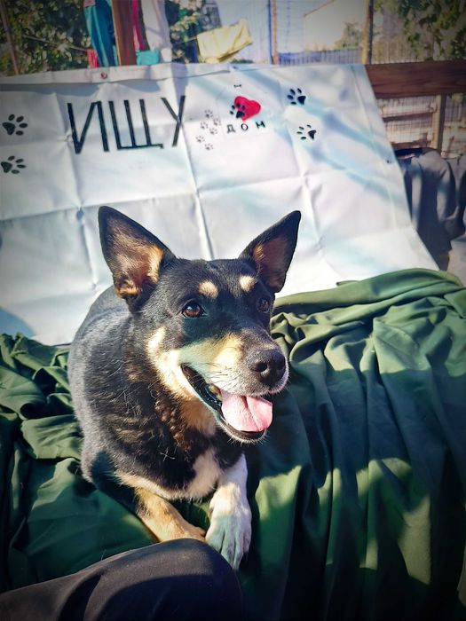 Собака в любящие руки