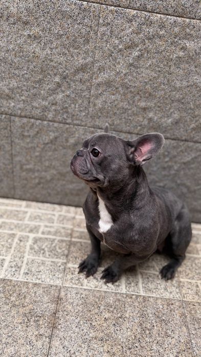 Bulldog francês blue