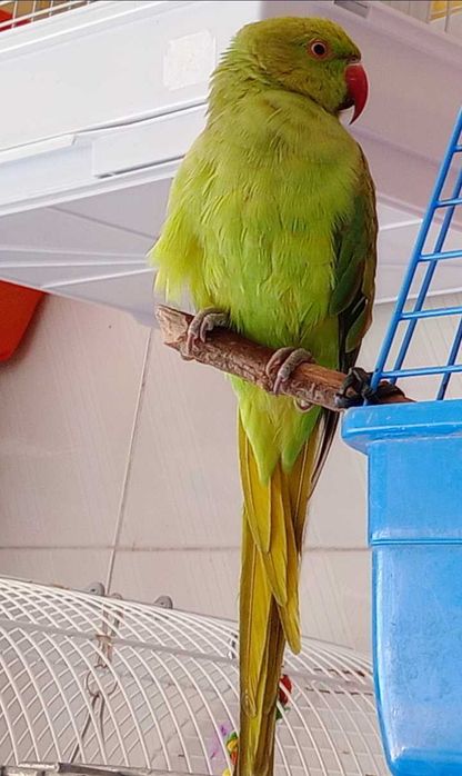 Ring Neck Macho