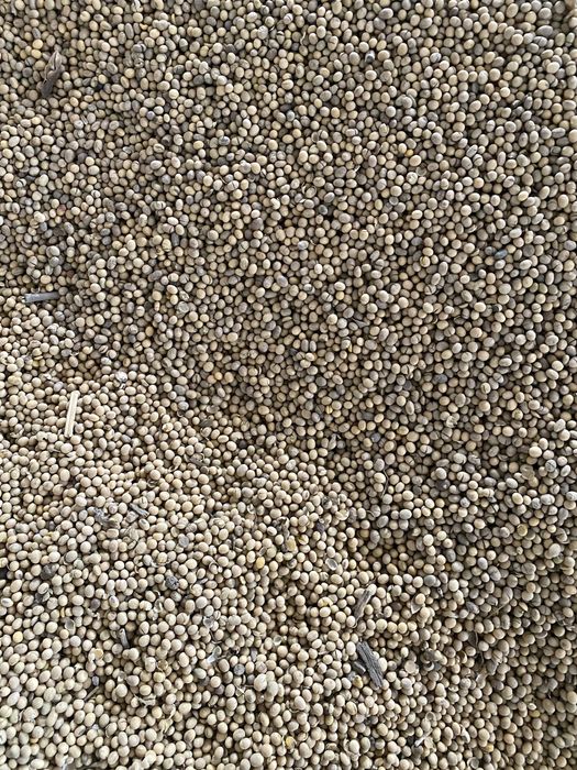 Соя класична без гмо