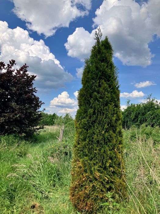 Urokliwa działka rolno-rekreacyjna 2000 m² – pohled 2