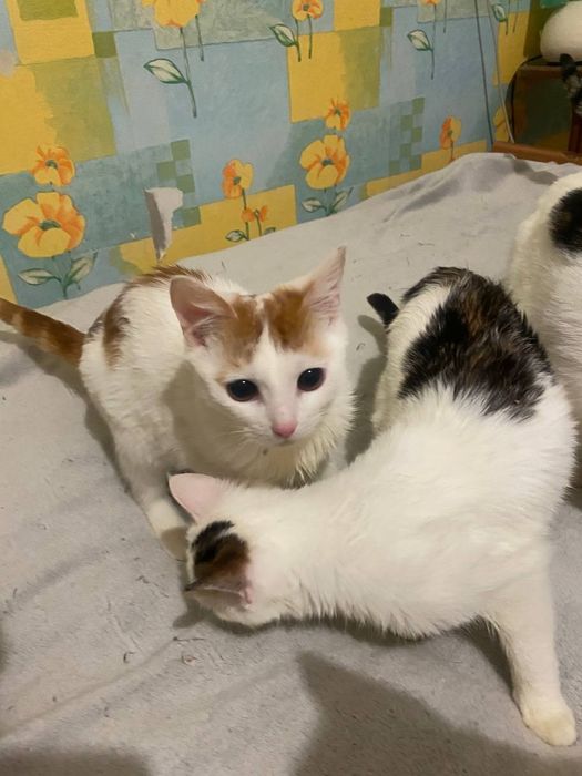 Грайливі кошнята шукають люблячу родину
