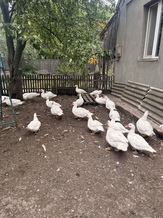 Індокачки важкої німецької лінії