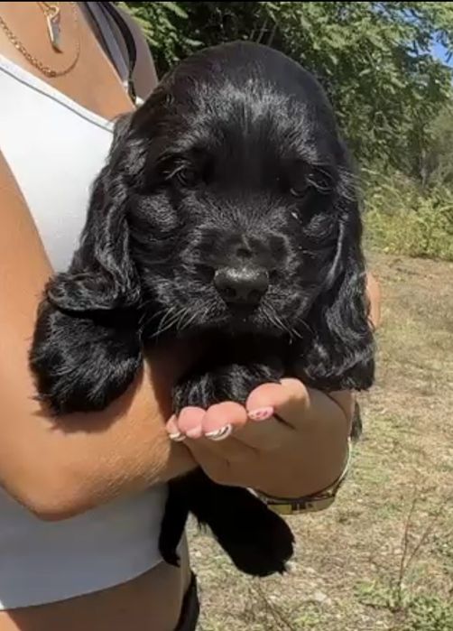 Menino Cocker Magnífico
