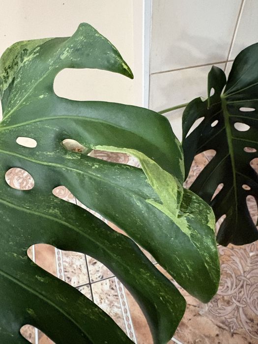 Monstera oceana mint