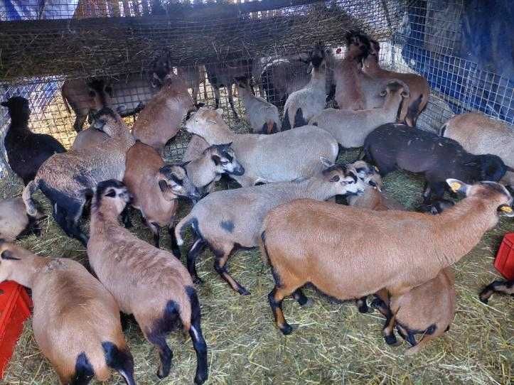 Młode owieczki kameruńskie