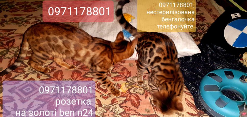 Початок літа час придбати міні-леопардочку